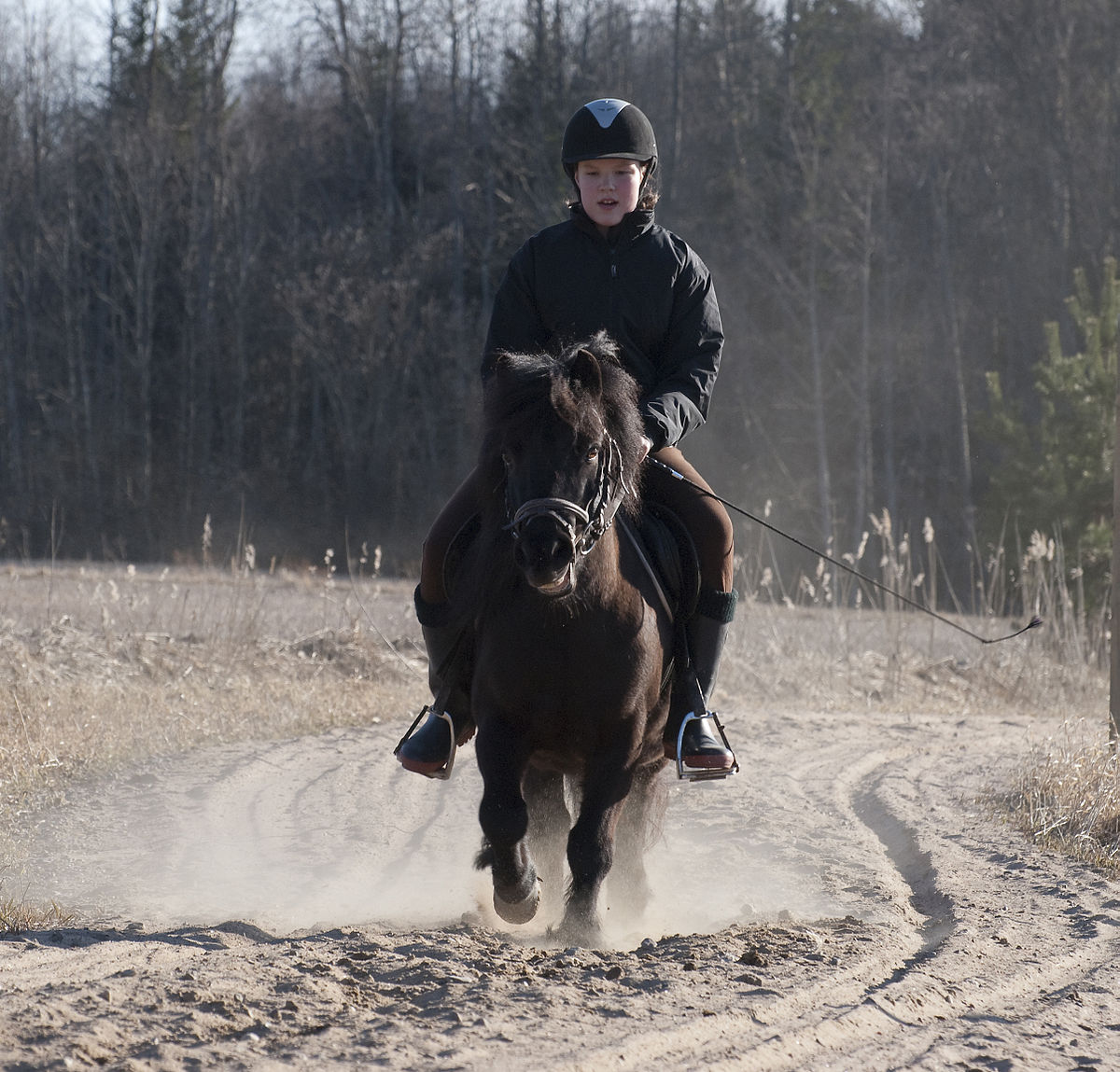 Ngựa Shetland được dùng trong trung tâm huấn luyện đua ngựa dành cho trẻ em