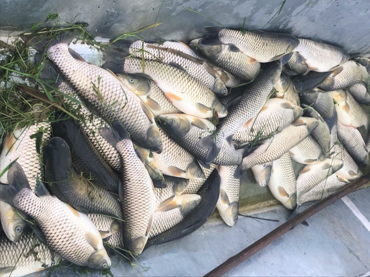 Nguyên nhân được cho dẫn đến cá chết nhiều trên sông Đà