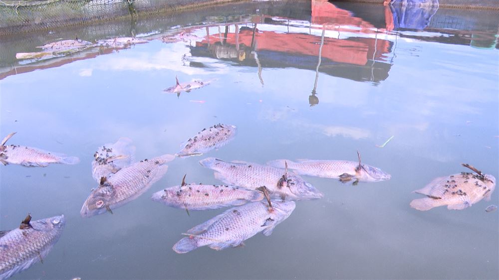 Những nguy cơ có thể xảy ra với việc nuôi trồng thủy sản