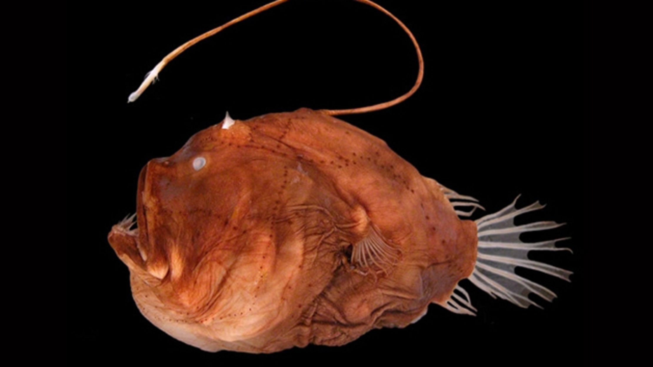 Cá câu Anglerfish với vẻ ngoài dị biệt