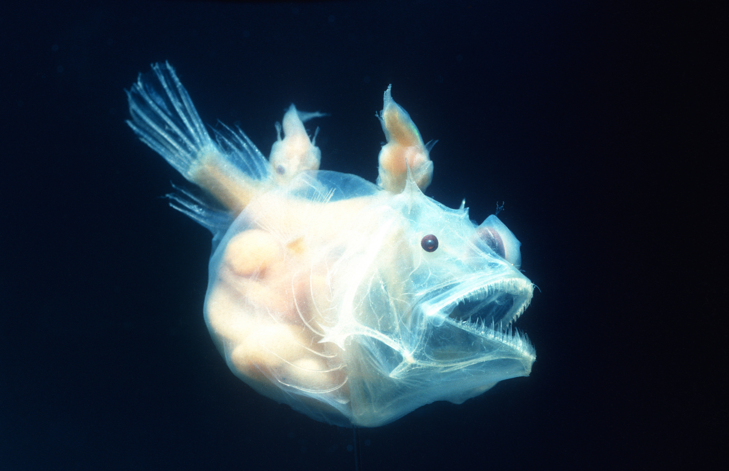 Không chỉ cách săn mồi, mà ngay cả hành vi giao phối của cá Anglerfish được miêu tả khá kỳ quái