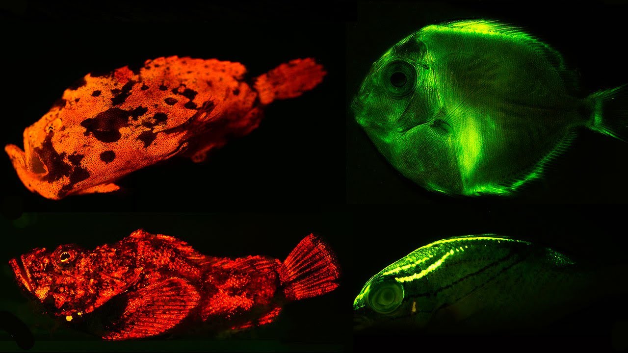 Phát quang sinh học xảy ra rộng rãi ở động vật có xương sống và động vật không xương sống biển