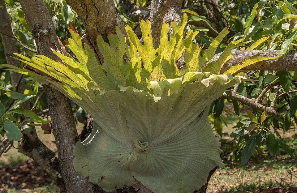 Cây ổ rồng là loài dương xỉ bản xứ có ở lục địa Australia và Indonesia