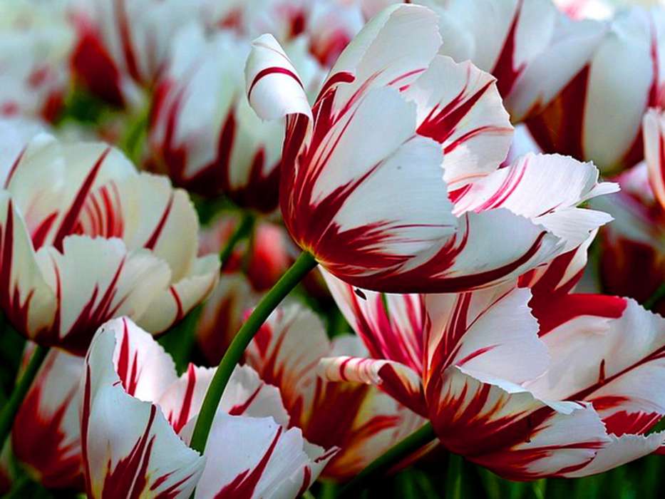 Hoa Tulip thế kỷ 17 là loại hoa "thuần"