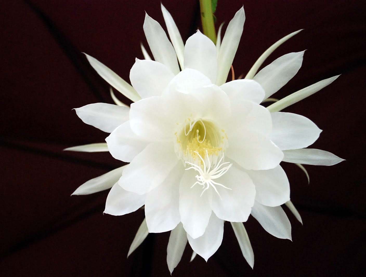 Hoa Kadapul được xem là một trong những loài hoa "vô giá"