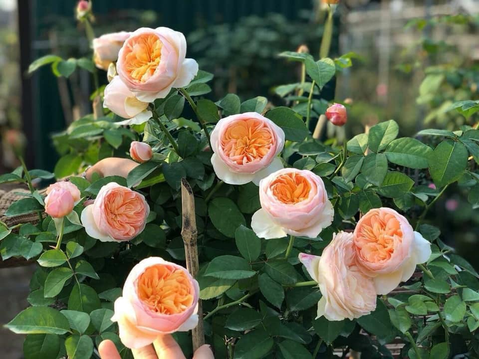 Hoa hồng Juliet còn được xem là loài hoa hồng triệu đô