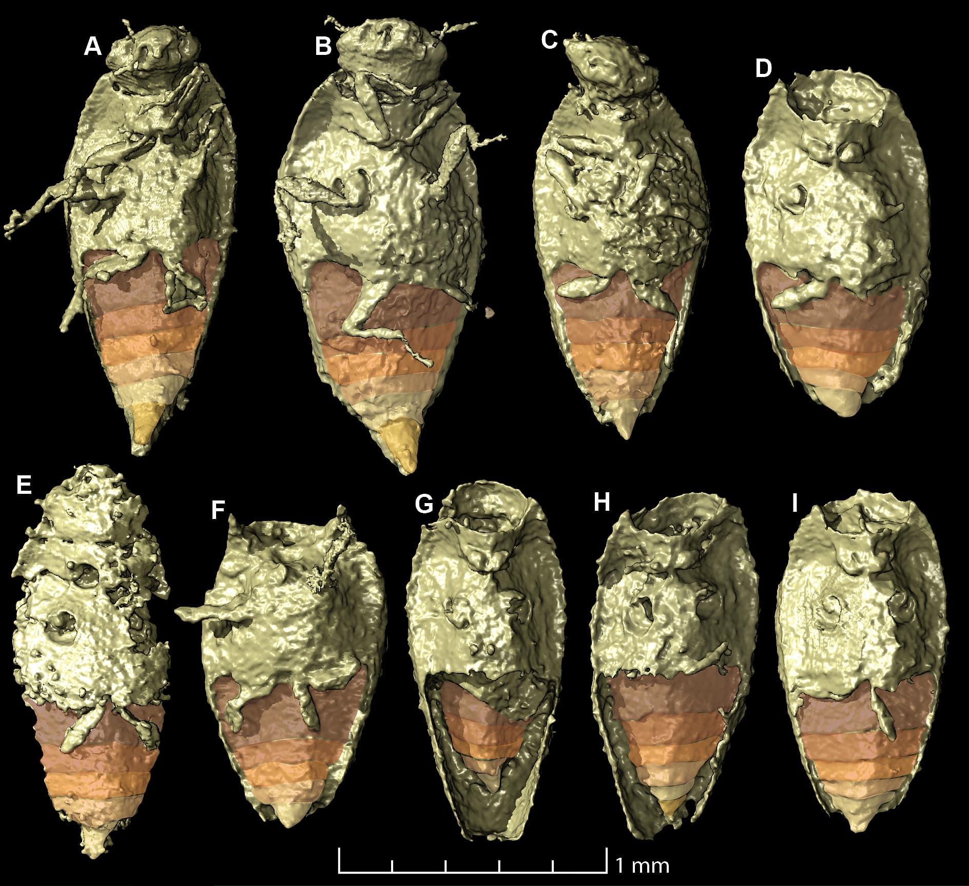 Nghiên cứu côn trùng cổ đại được tìm thấy trong phân khủng long