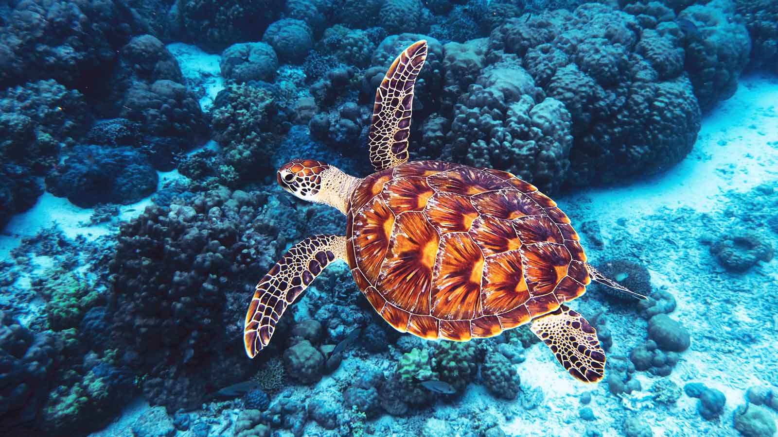 Động vật biển cũng cần oxy để sống. Chúng duy trì sự tồn tại bằng oxy hòa tan
