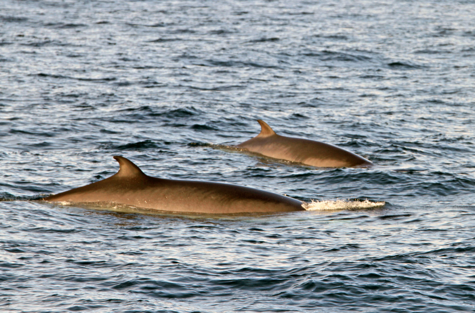 Kiến nghị yêu cầu dừng thí nghiệm lên cá voi minke được quan tâm