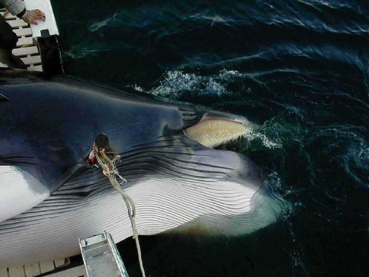 Thí nghiệm gây tranh cãi của Na Uy lên cá voi Minke