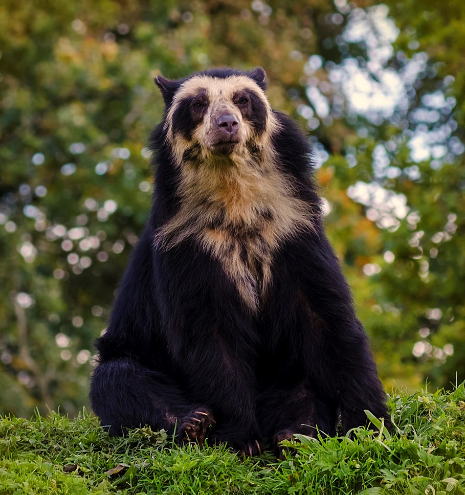 Loài gấu này thường sống ở vùng núi và đồng cỏ có độ ẩm cao