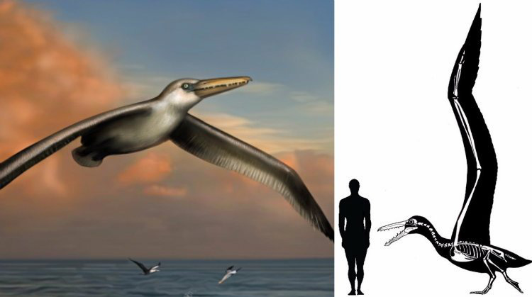 Những loài chim khổng lồ có đôi cánh dài đến 7m