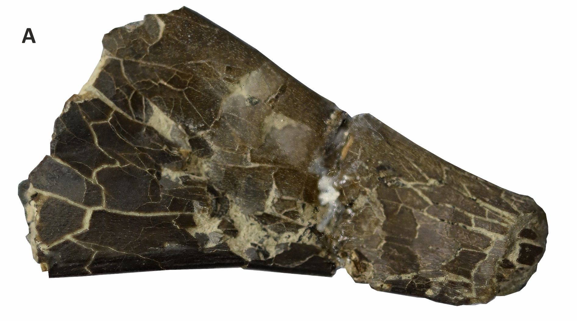 Hóa thạch của loài Dực Long mới được phát hiện