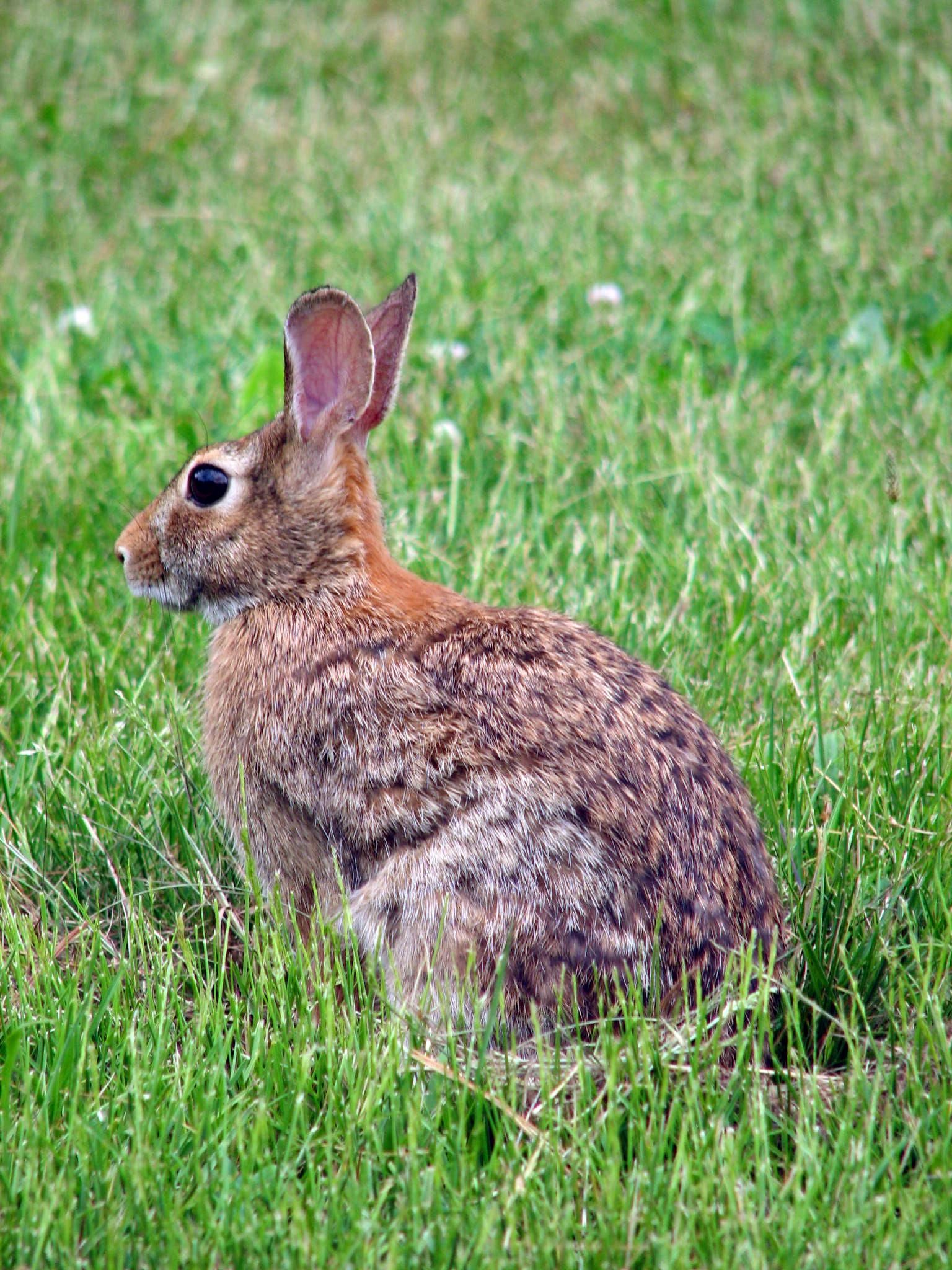 Thức ăn chủ yếu của loài thỏ này là thực vật có sẵn trong tự nhiên