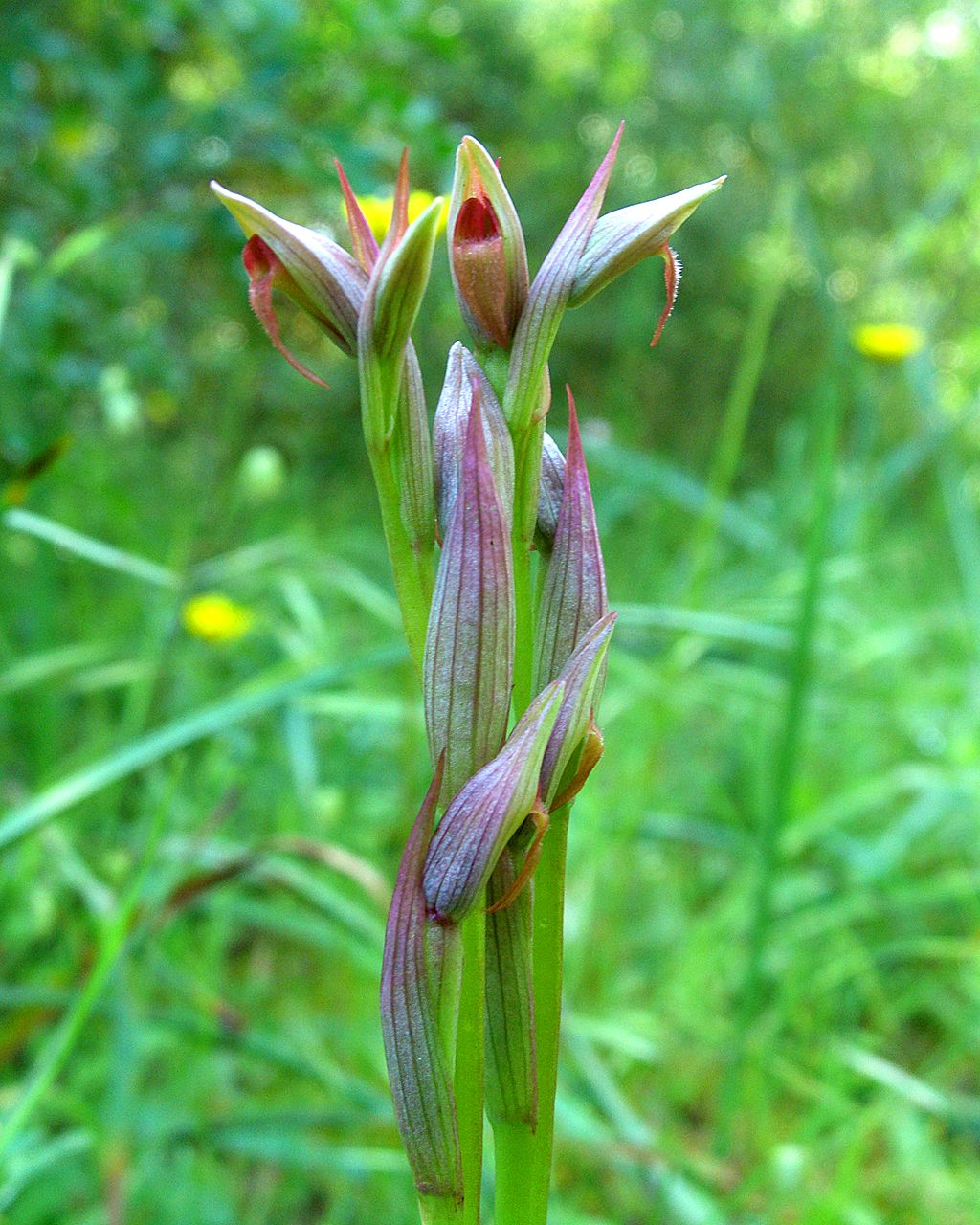 Serapias parviflora tưởng chừng như đã tuyệt chủng cục bộ ở Anh