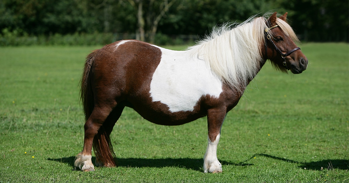 Ngựa Shetland có kích thước nhỏ bé hơn so với các giống ngựa khác