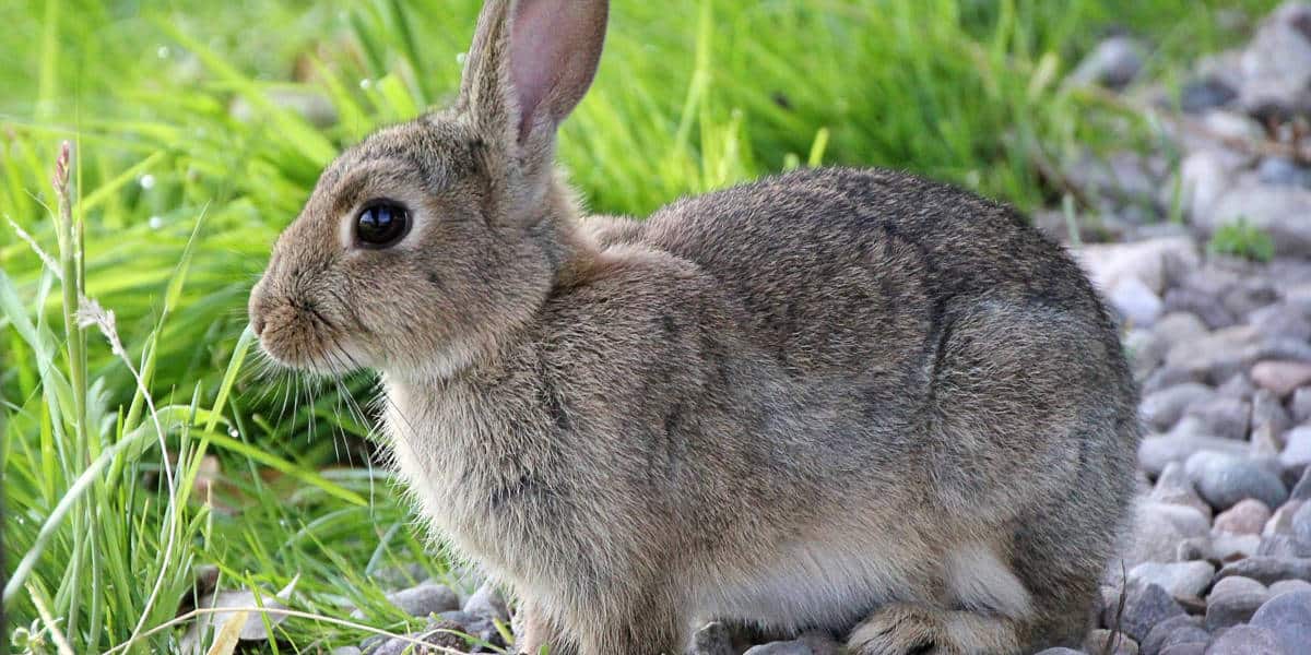 Thỏ đuôi bông Bắc Mỹ thường sống gần cây bụi