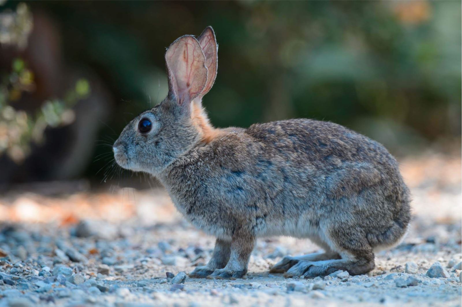 Thỏ đuôi bông Bắc Mỹ thường có bộ lông màu xám hoặc nâu xám